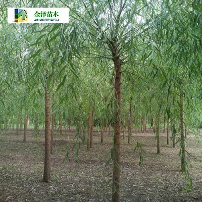 張家口柳樹(shù)-錢(qián)眼產(chǎn)品