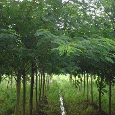 合歡樹(shù)價(jià)格 美之楓苗木綠化 金合歡樹(shù)價(jià)格
