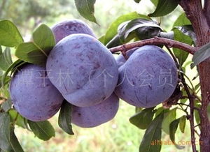 供應(yīng)大澤山優(yōu)質(zhì)李子苗木等果樹(shù)苗木指導(dǎo)價(jià) 供應(yīng)大澤山優(yōu)質(zhì)李子苗木等果樹(shù)苗木廠商 供應(yīng)大澤山優(yōu)質(zhì)李子苗木等果樹(shù)苗木廠商 圖 盡在農(nóng)苗網(wǎng) 譚平林