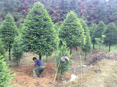 怎樣讓樹(shù)苗快生根?新栽苗木快速生根的方法
