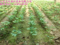 優(yōu)質(zhì)垂柳苗木 山東優(yōu)質(zhì)垂柳苗木 黃河苗木提供最新垂柳價(jià)格