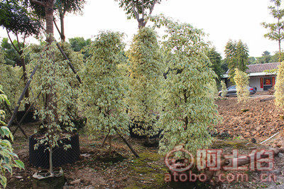 【星光榕大袋苗批發、量大優惠】綠化苗木,價格,廠家,供應商,花木,龍海市東泗興輝園藝場 - 產品庫