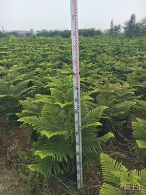 【南洋杉大袋苗銷售、最新報價】綠化苗木,價格,廠家,供應(yīng)商,花木,龍海市東泗興輝園藝場 - 產(chǎn)品庫