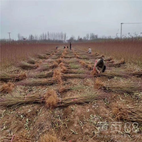 【黃金蜜二號桃樹苗、黃金蜜二號桃樹苗基地】- 