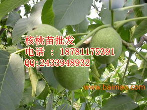 阿壩8518核桃樹苗,阿壩8518核桃樹苗生產廠家,阿壩8518核桃樹苗價格